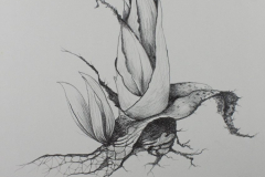 Botanische-Skizze-Aus-Der-Eidetik-Welt-01